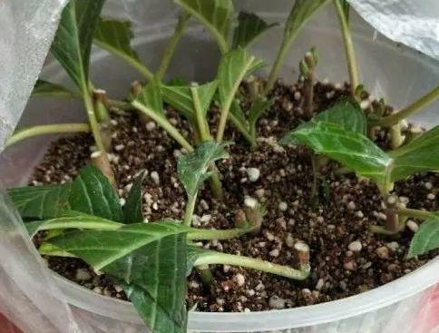 最省钱养花秘籍 老人盆栽牢记4点,花苗 土 水肥都解决了