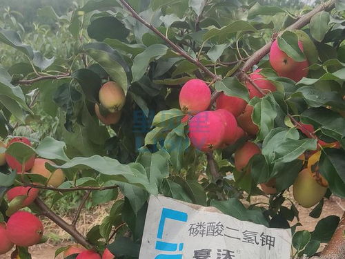 磷酸二氢钾两大误区,还不知道就out了