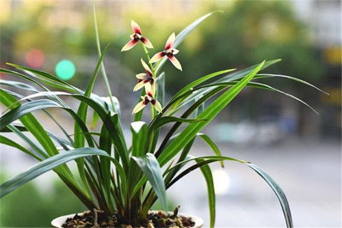 花卉养殖小课堂 兰花用什么土栽培最好 有哪些配土方案