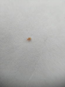 无尽夏土面有很多这样的虫,请问这两个虫子叫什么,怎么除掉