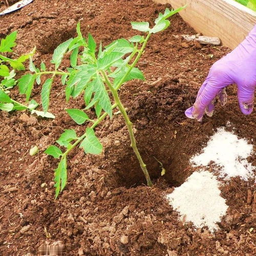 家居种花少不了一种水,移栽 促花有效果,幼苗狂长