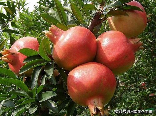 石榴追肥用什么肥料 石榴怎么施肥又大又甜 石榴冲施什么肥料结果多
