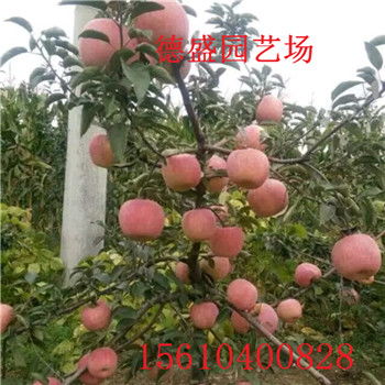 苹果苗供应价格苹果苗供应价格
