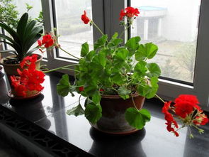家庭养花怎样自制花土