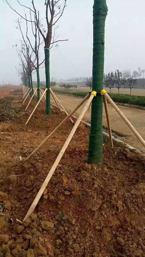 大树移植后如何养护管理 树木移栽后成活关键技术手段