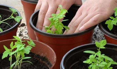 养过植物的旧土用这些方法处理,又能变成新的肥土