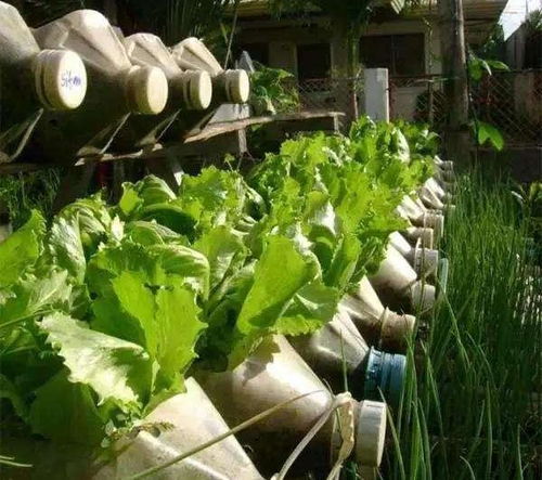 过年做菜,空油桶不要扔,4个妙用,养花种菜,家里变花园菜园