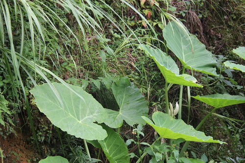 庆元植物1322 天南星科 芋属 大野芋