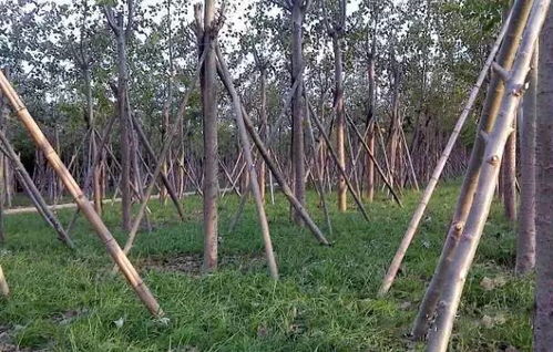 为何树木移栽切断主根-为何树木移栽切断主根会