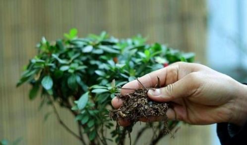 植物休眠,该怎么施肥 适量用它,不烧苗,盆栽根须更壮实