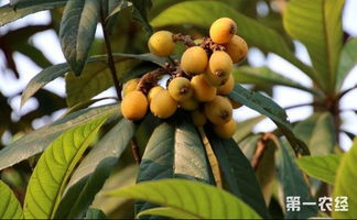 枇杷种植 枇杷夏季采果后的管理技术