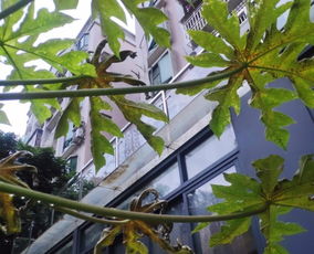 我种的木瓜叶黄干枯掉叶是怎么了 嫩叶也有黄斑点