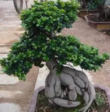 盆景 人参榕 ,哗哗掉叶子,原因只是3个不起眼的 小细节