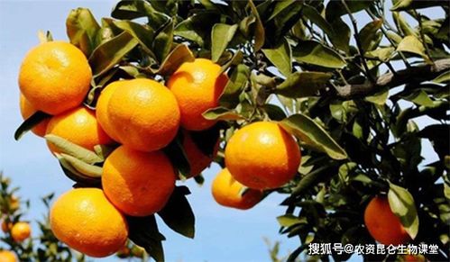 果树柑橘保花保果用什么肥料 柑橘促花保果怎样施肥 柑橘结果多用调色师喷施