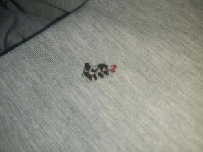 衣服放久了,这是什么虫子在上面