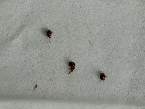 这是什么虫子,长得很像恙虫,但与恙虫不同,肚子是圆的