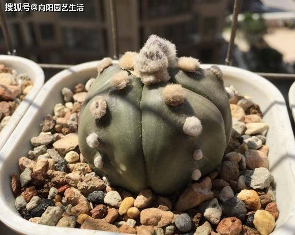 养仙人球,不要用营养土,用砂石养,长得很壮实,还能开花