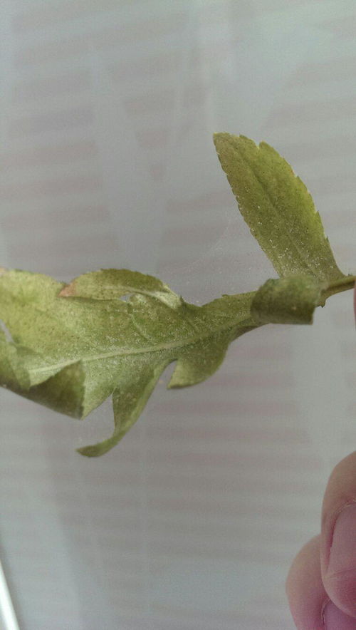家里植物长虫了 如图 请问什么虫 怎么除