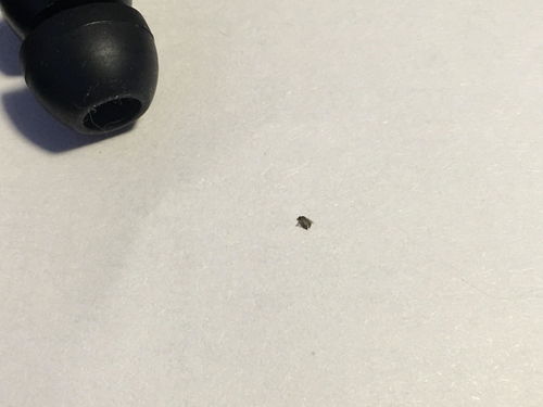 这种室内的小飞虫是什么 有图片 怎么治