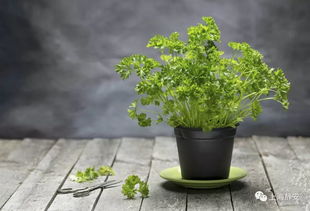 惊呆 脱发 失眠 罪魁祸首竟然是这些常 见 花