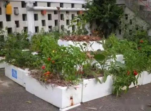 泡沫塑料箱子拿来种菜,究竟是好还是坏