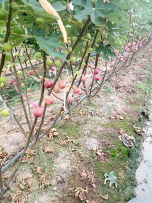 平原地区种植什么果树合适