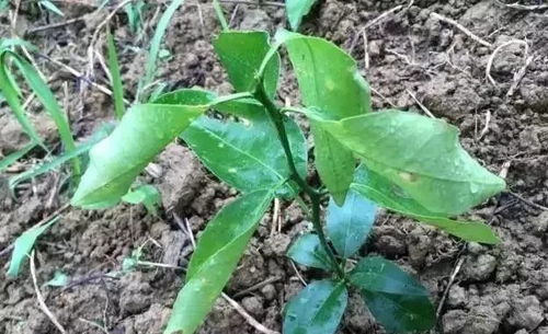 刚刚移栽的柑橘树,冬天真的需要浇水吗
