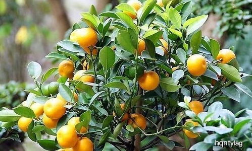 金桔盆栽开花结果怎么浇水