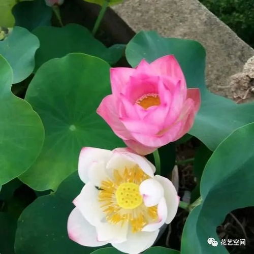 这3种花,养护时多 灌水 ,生长飞快,个个绿叶,尤其是最后一种 腾讯新闻
