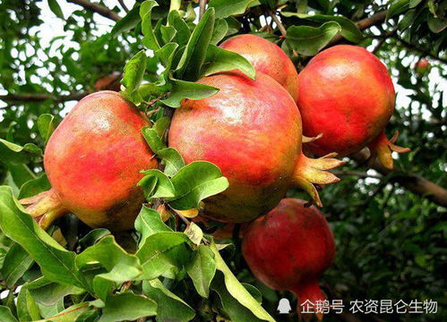 石榴打什么叶面肥长得快 石榴膨果用什么肥料好 石榴增甜靓果肥用什么好