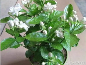 阳台养殖茉莉花,做到这3点,花开不断