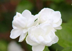 茉莉花生虫怎么治