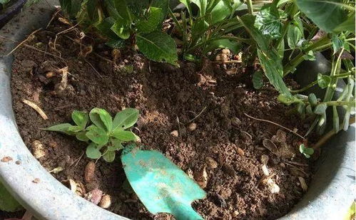 花盆里出现这东西,预示着该换盆了,不然一浇水就烂根