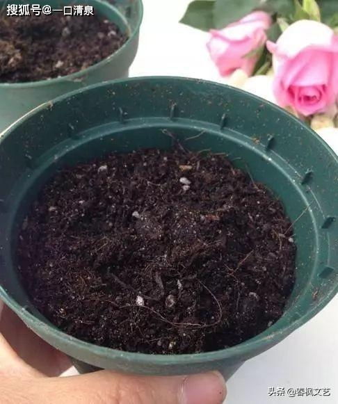 不要浪费了,鲜花店买的月季花只要简单几步,照样能生根发芽
