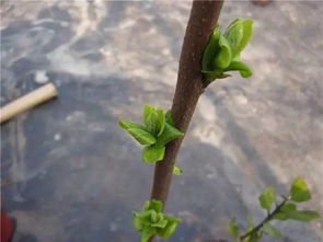 新移栽树木明明发芽了,为何又枯死
