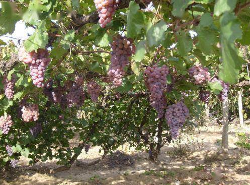 庭院葡萄掌握 2剪2抹3施 ,实现高产,高品质并不难
