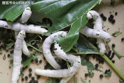 邻居家养蚕,要了些蚕屎,养花,养多肉,不烧根,肥效嘎嘎好 肥料