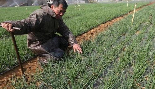 小香葱种植技术,掌握这5点技术要点,小香葱优质又高产