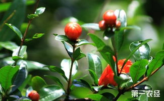 怎样种植石榴树 石榴树的种植技术视频