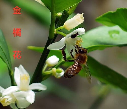 金橘树一般长多大 什么时间是开花季节