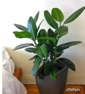 喜欢种植植物,知道怎么换盆吗