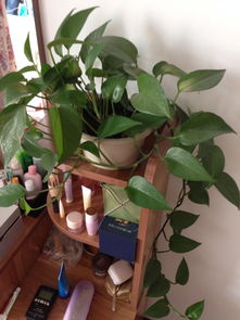 这是什么花,土里有小白虫子,怎么办