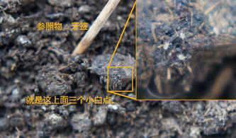 花盆里生了一种白色小爬虫,怎么办