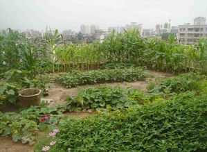 屋顶花园其实不难,在楼顶铺出个100平米绿地,养花种菜全搞定