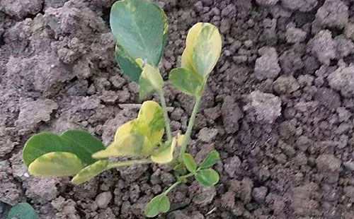 【种植花生黄叶死苗腐烂的原因及用药管理方案厂家技术指导】- 黄页88网