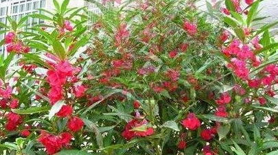天热花草要烂根 5种 花宝 齐上阵,花土中用点,植物蹭蹭长