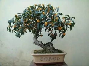 除了茉莉花,这几种花也能让家里香飘满屋