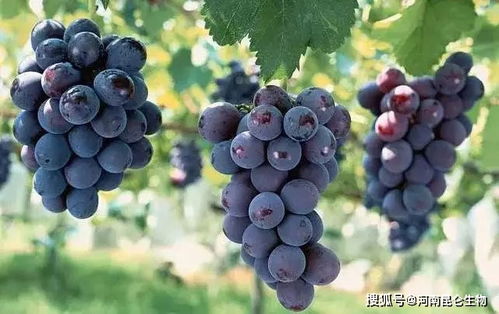 葡萄怎么施肥又大又甜 葡萄膨果坐果期怎么施肥 葡萄增产叶面肥有哪些