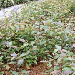 大五棱山楂苗幼苗的种植技术移栽注意事项