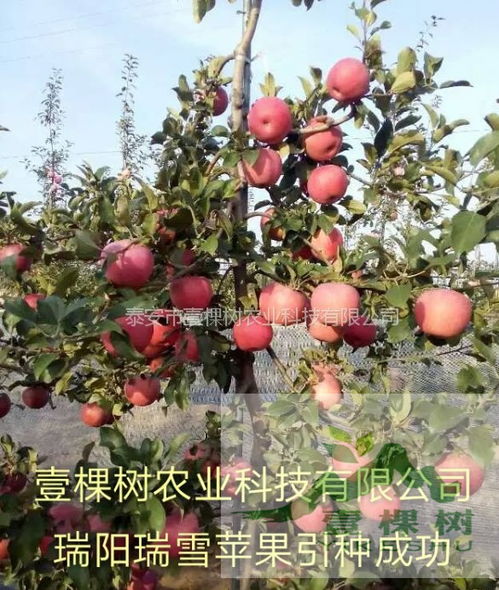 苹果树适合什么样的土壤,苹果树适宜什么土壤